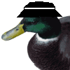 DuckInspector