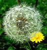 kickingdandelions